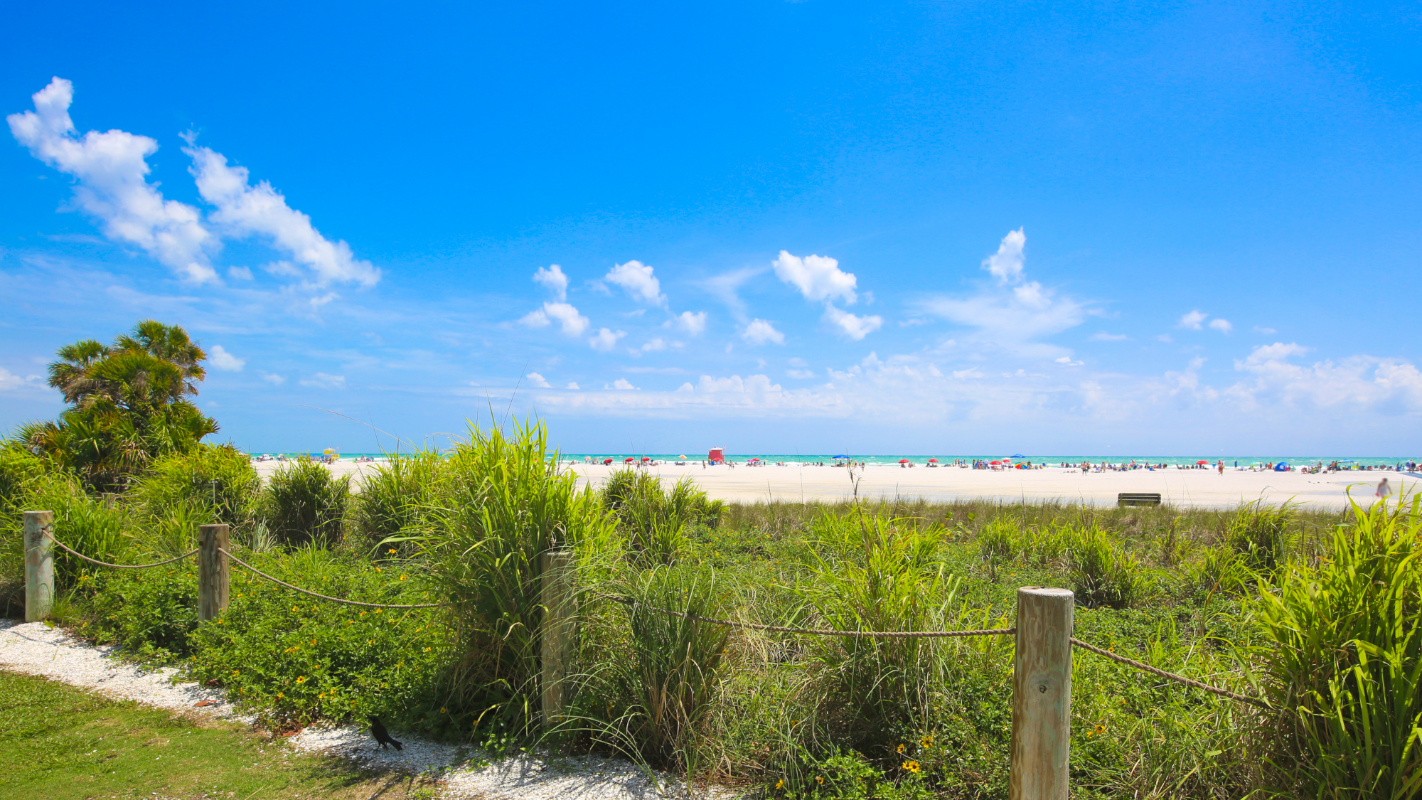 Sunny tropical beach with turquoise water and white sand, people scattered under a blue sky with fluffy clouds, viewed from lush green grass.