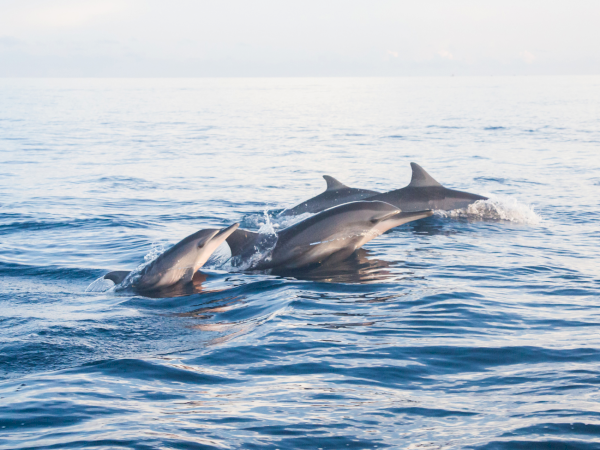 Two dolphins leap and splash in the ocean, surfacing together near the horizon under a bright sky.